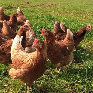 Le préau des Poules